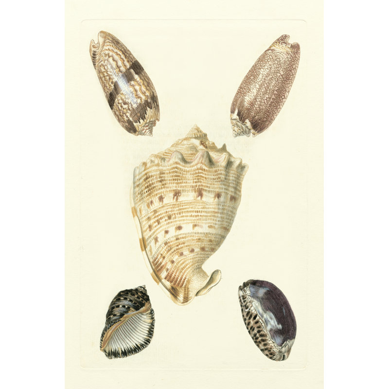 Knorr Shells IV by Knorr - Wrapped Canvas Art Prints, 122cm H x 81cm W x 3.8cm D