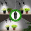 Naomi Grow Light