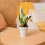 Snake Plant in Décor Planter
