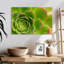 Plante grasse Harnek-108888599