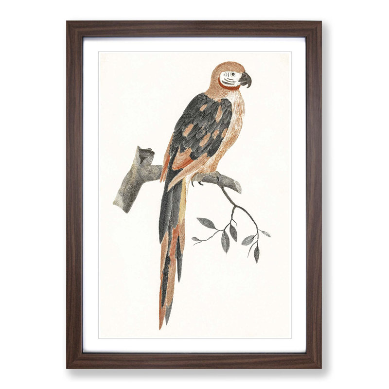 A Parrot by Johan Teyler - Single Picture Frame Painting, 63cm H x 45cm W x 2cm D, Walnut Framed