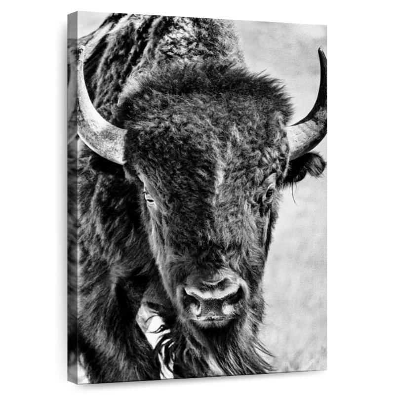 Portrait de bison Brampt, H 24 po x l 16 po
