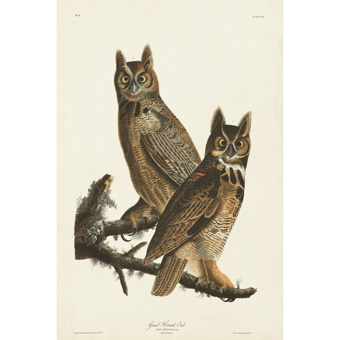 Leinwandbild Pl 61 Great Horned Owl von John Audubon