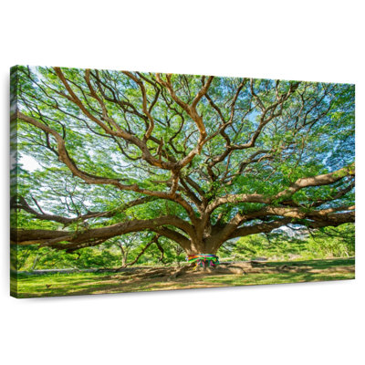 Harnek Old Tree