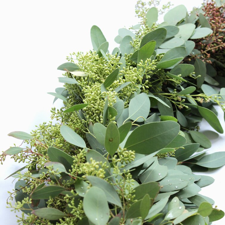 Fresh 72 Bay Leaf and Olive Branch Garland with Primrue