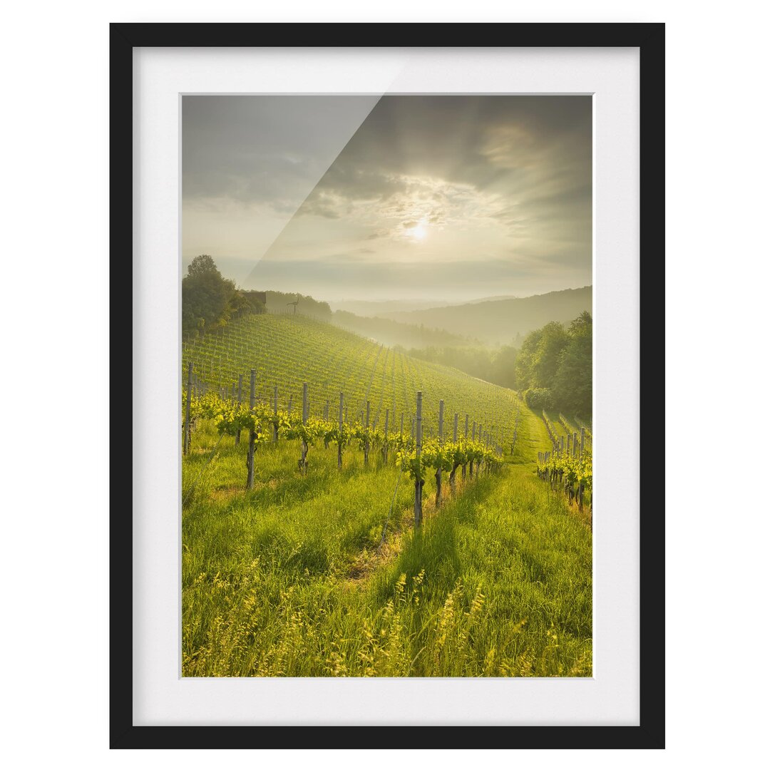 Gerahmtes Poster Vineyard Sunbeams