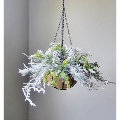 where to buy lavender plants near me Phenomenal Lavender Plants For Sale main image 1