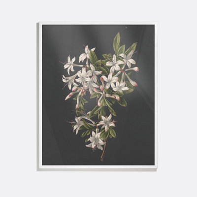 Flower Study II Framed Oil Painting Print
