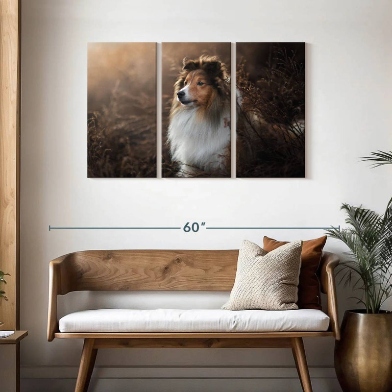 Bramelt, magnifique sheltie, H 28 po x l 45 po