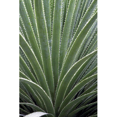 " Cactus Celery "