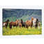 « islandais chevaux vii », reproduction de photo sur toile-32865709-72233923-72233924