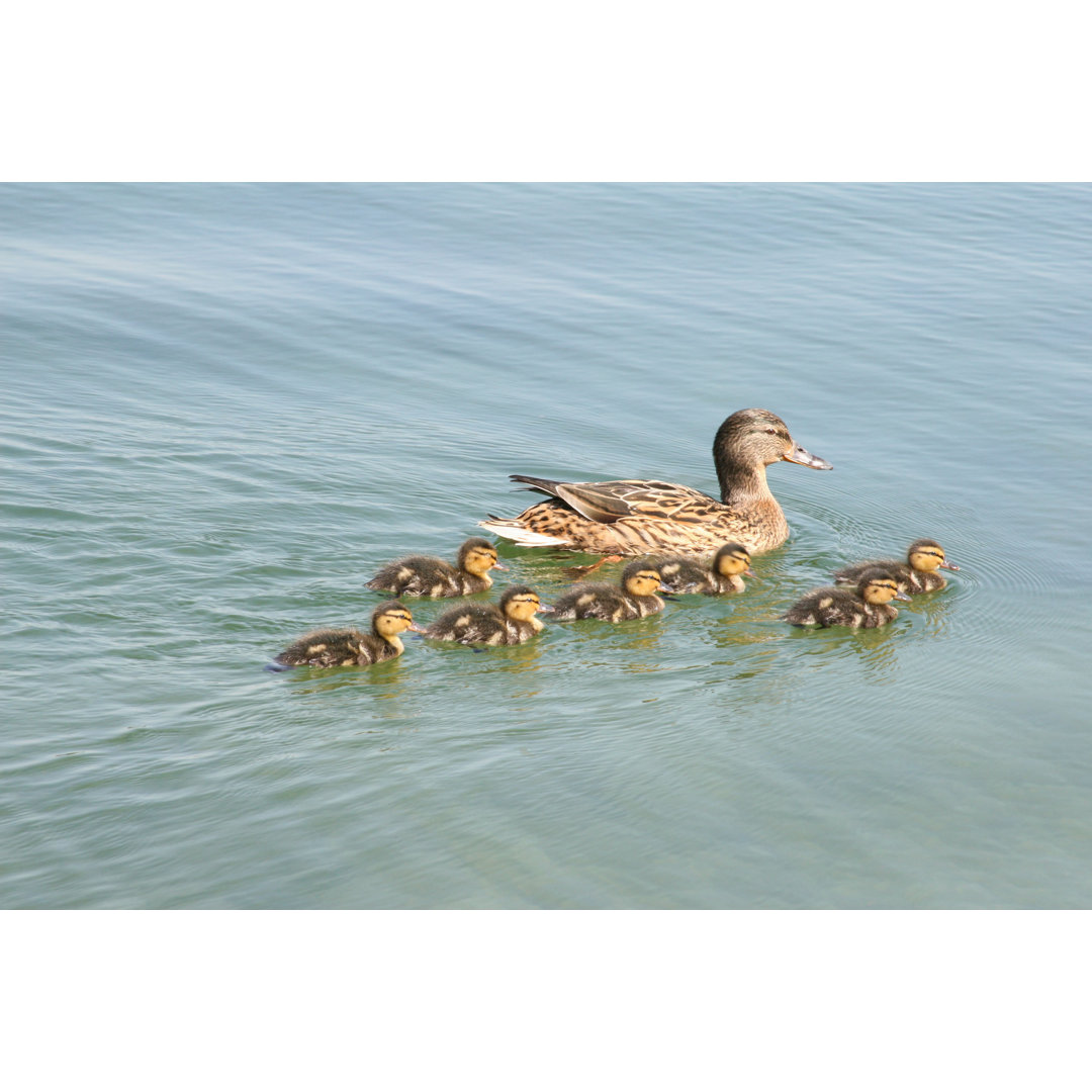 Duck With Ducklings von FeDoTiShE - Drucken