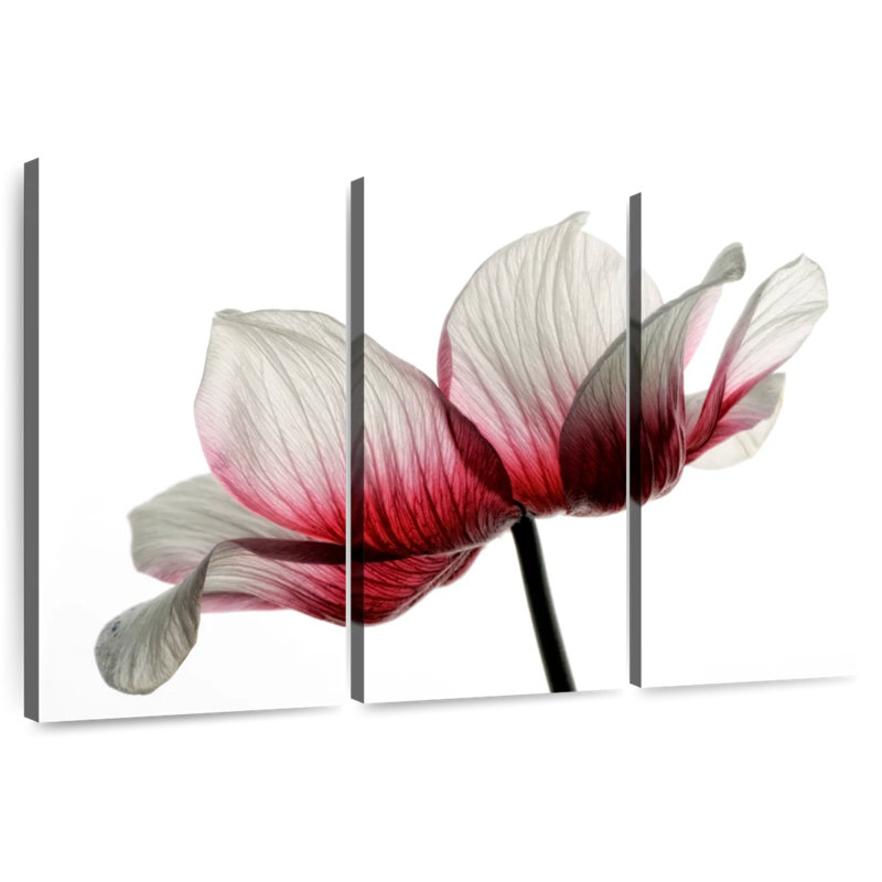 Renoncule rouge et blanc Harnek, H 20 po x l 33 po