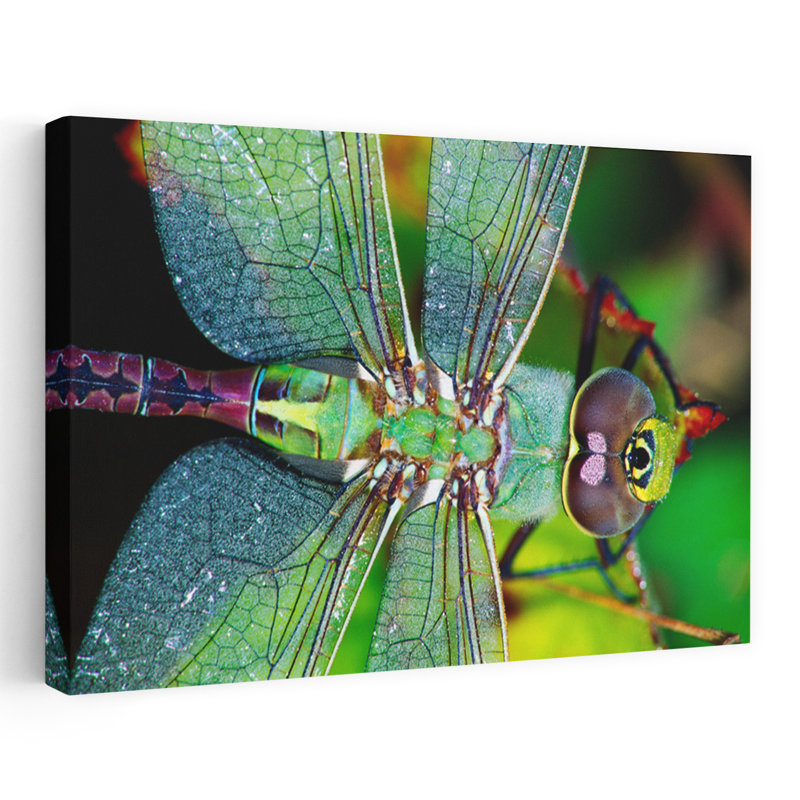 Libellule Darner, H 32 po x l 48 po