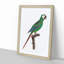 A Blue-Winged Macaw Parrot by F. Levaillant - Framed Print-55457373-55457375