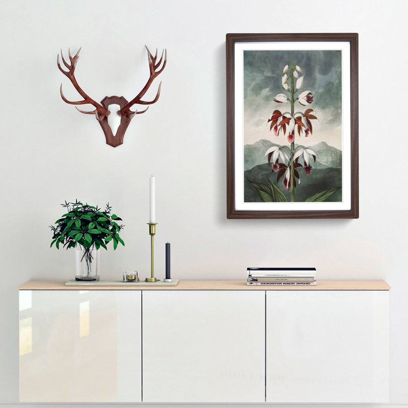 Chinese Limodoron Plant by R.J. Thornton - Picture Frame Painting Print, Walnut Framed, 48cm H x 36cm W x 2cm D