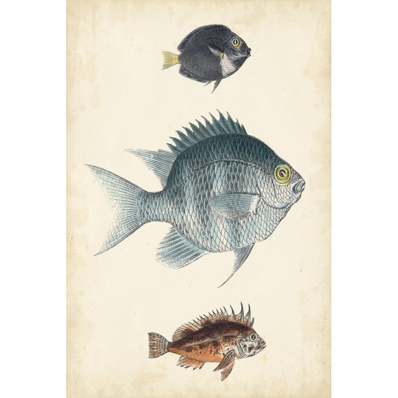 «Antique Fish Species III», peinture sur toile, H 12 po x l 8 po