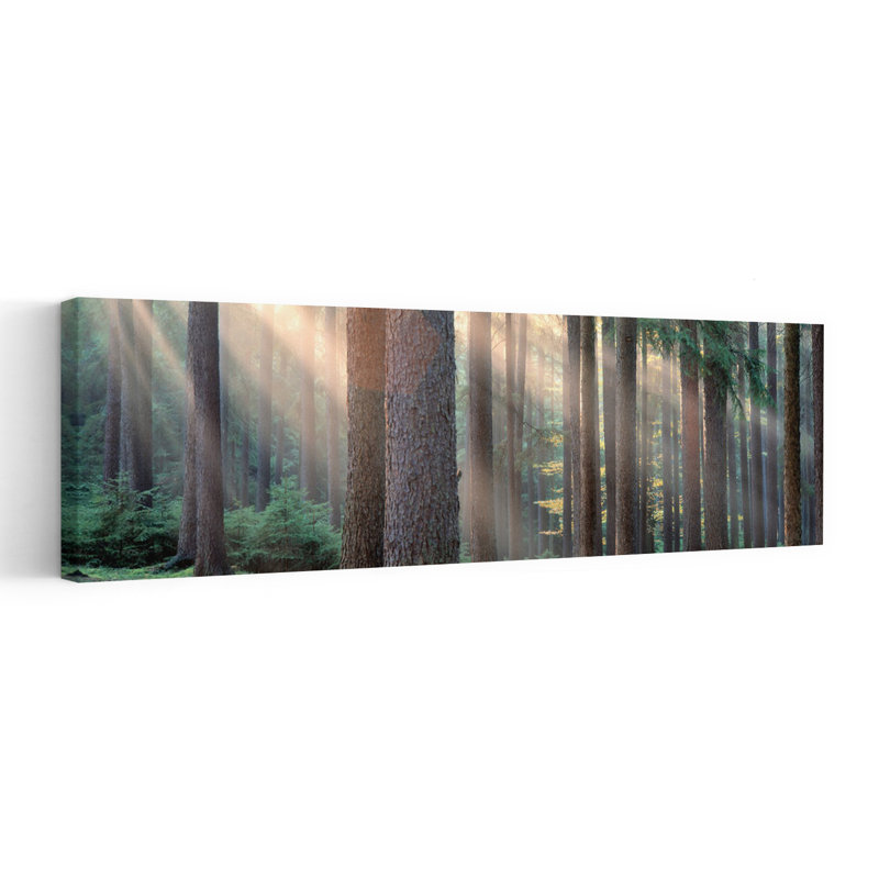 Lumière du soleil qui brille à travers les arbres dans une forêt, Bohême du Sud, République tchèque, art contemporain abstrait forêt naturelle