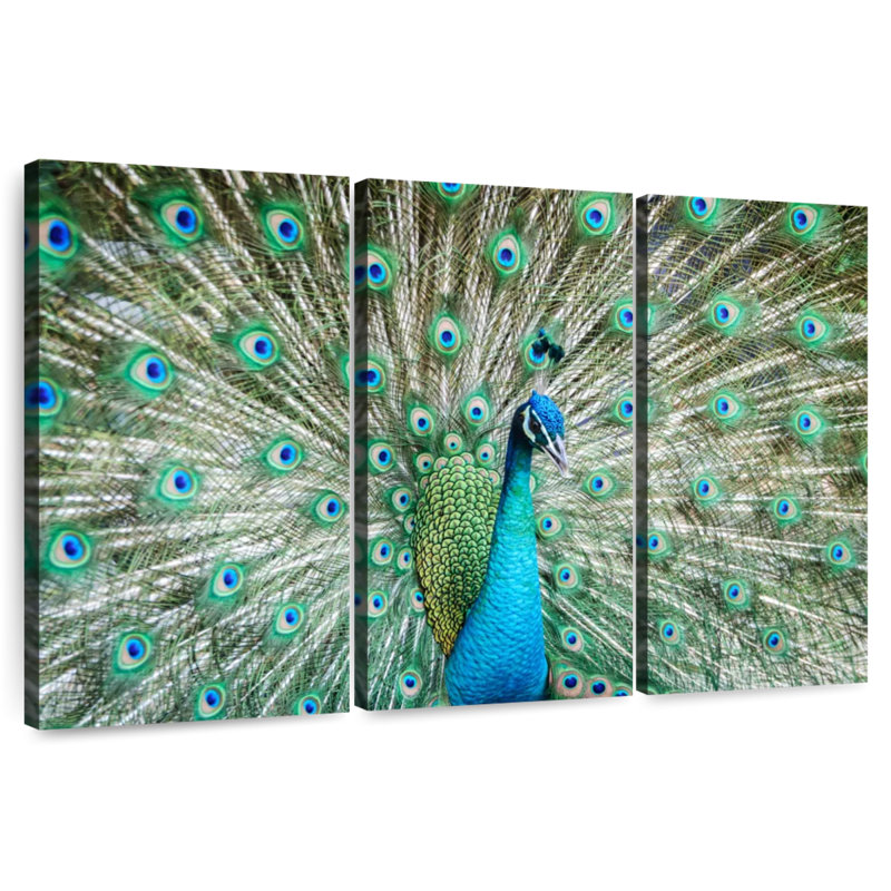 Brampt Peacock Displaying Tail, 32" H x 50" W