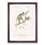 Grivet Monkey PL. 6 by Charles D'Orbigny - Picture Frame Painting Print-55608949-55608951