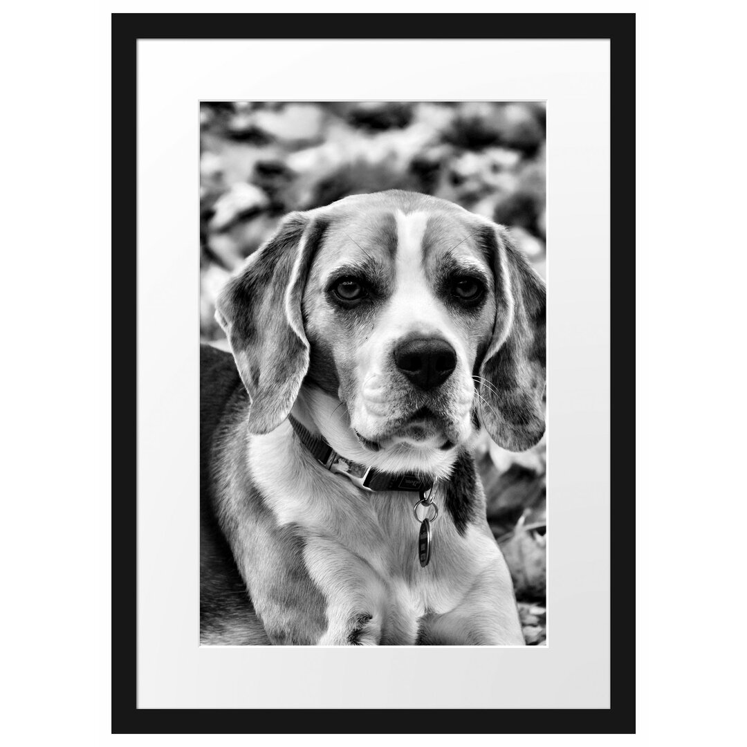 Gerahmtes Poster Kleiner Beagle im Laub