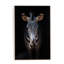 Zebra Stare By Getty Images-1001504856