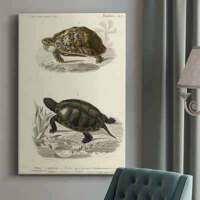 Antique Turtle Duo I Antique Turtle Duo II - Wrapped Canvas Painting