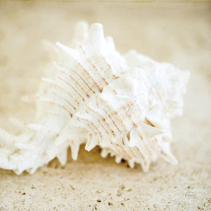 " Seashore Shells II " by Brookview Studio, 12" H x 12" W  