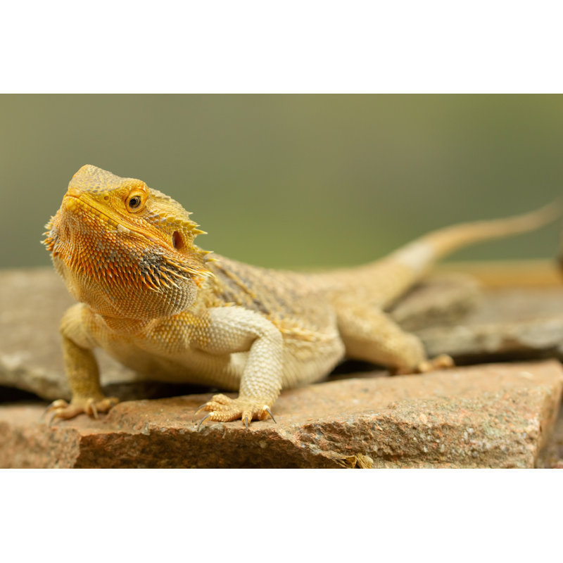 Rozar Bearded Dragon by Angela Ravaioli - Wrapped Canvas Print, 51cm H x 76cm W x 3.8cm D