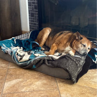 Archie & Oscar™ Karlin Ultra Plush Luxe Lounger Contour Dog Pillow