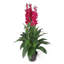 100cm Faux Plant in Pot Liner