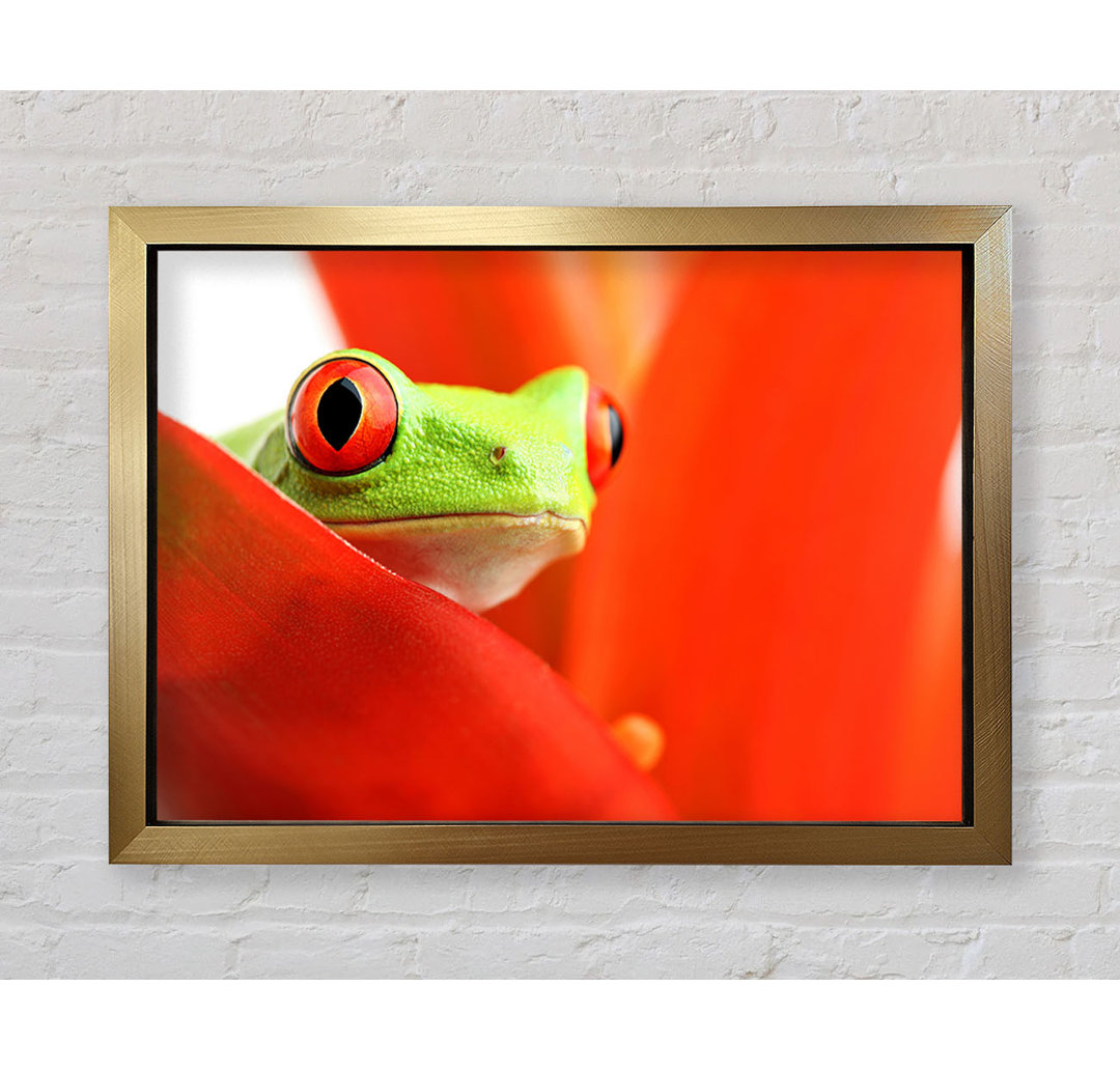 Red Leaf Frog - Einzelner Bilderrahmen Kunstdrucke