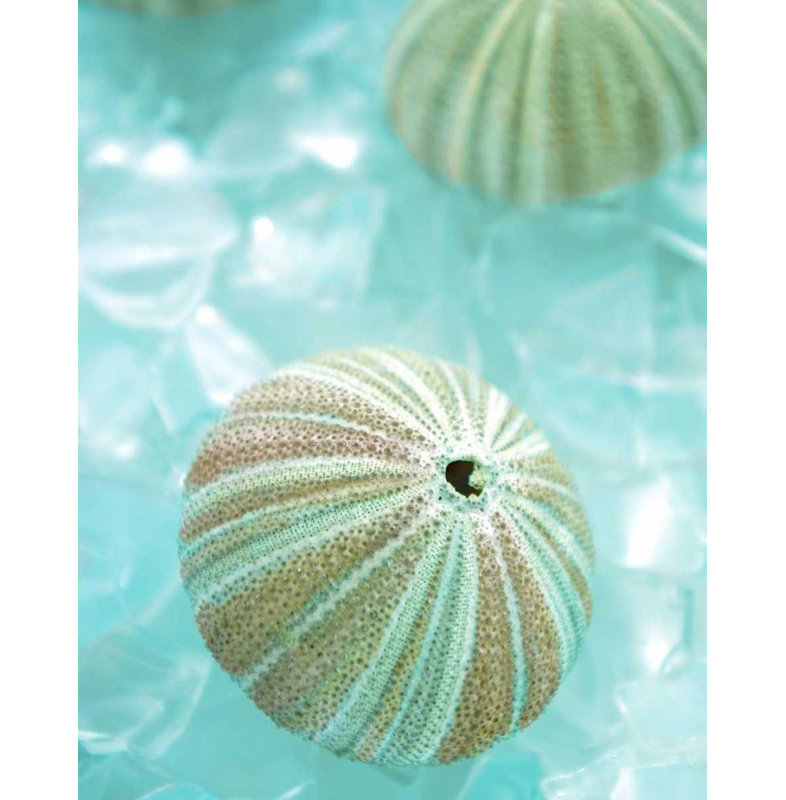 Reproduction d'art sur toile Beachcrest Home ™, Blaustein, Alan, verre de mer 4, H 24 po x l 20 po