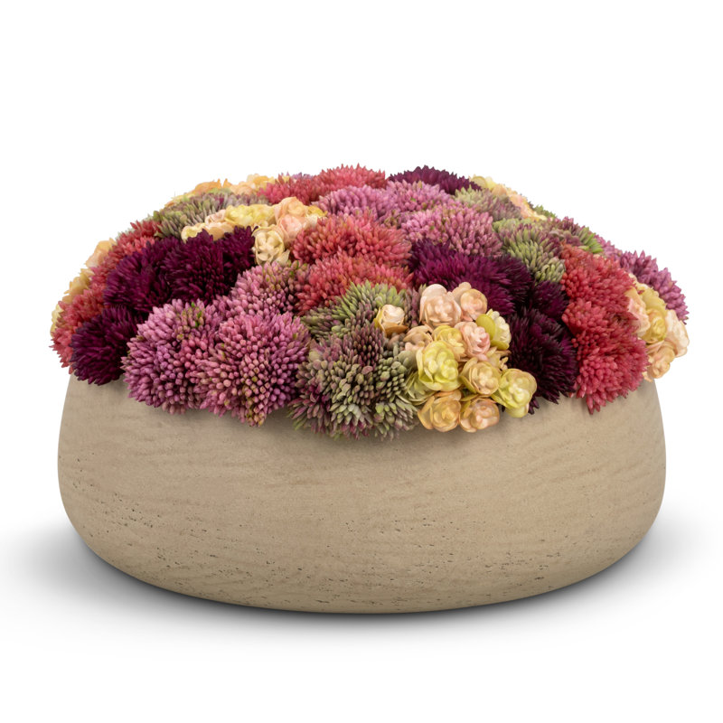 Ariane Sedum Arrangement, Ash