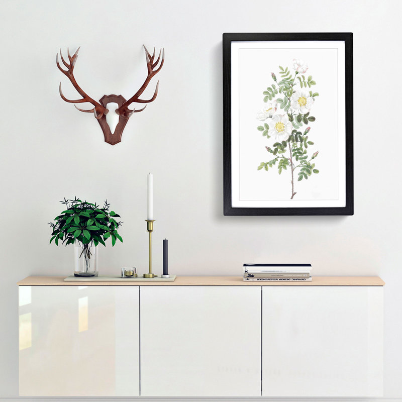White Burnet Rose by Pierre-Joseph Redoute - Framed Print, 36cm H x 27cm W x 2cm D, Black Framed