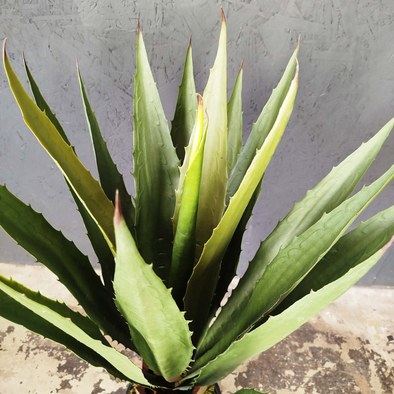 Fausse agave botanique au fini vert