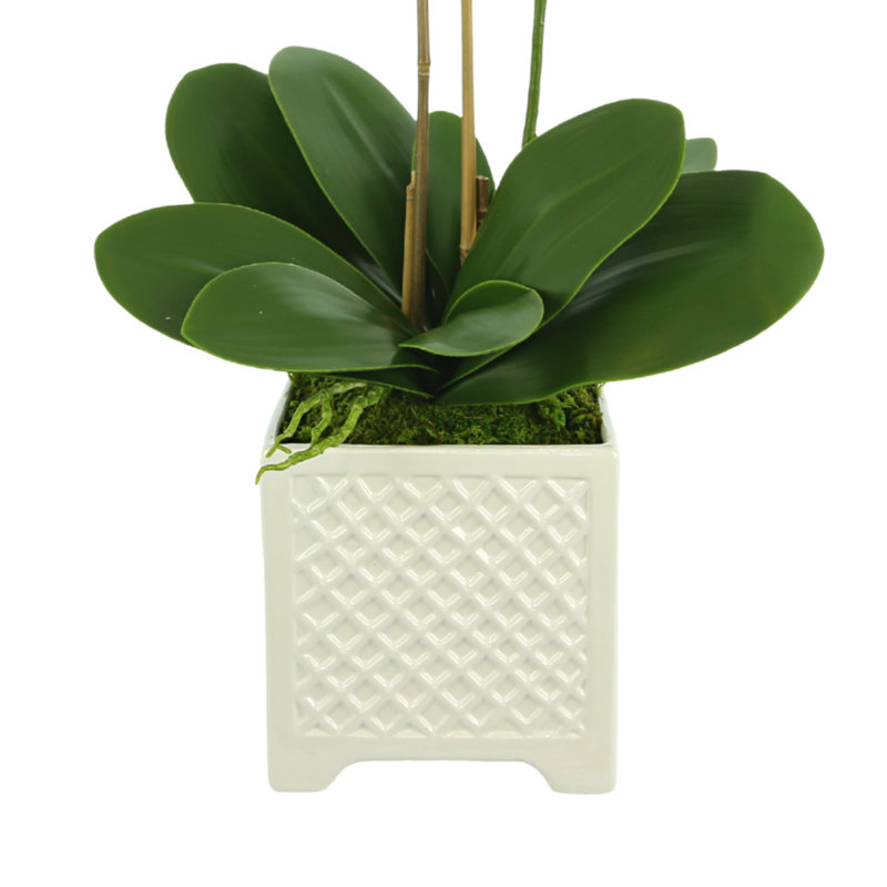 Orchid Floral Arrangement in Pot