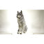 Statue de loup assis