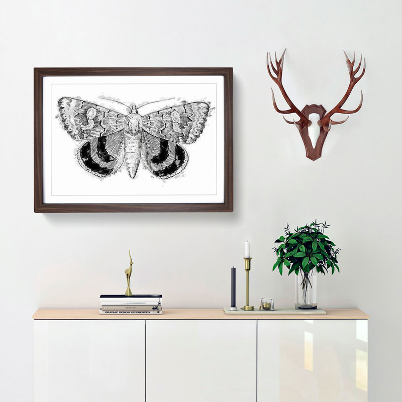 Sleepy Underwing Moth by S.F. Denton - Picture Frame Painting Print, Walnut Framed, 27cm H x 36cm W x 2cm D