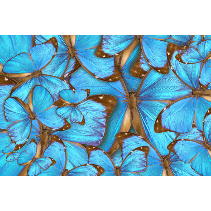 " Menelaus Blue Morpho " by Vitolga, 8" H x 12" W