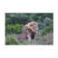 Art sur toile «Bob Bob Langrish»-104137288