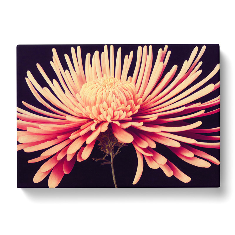Lively Chrysanthemum Flower - Wrapped Canvas, 50cm H x 76cm W x 3cm D