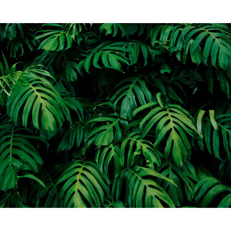 Copiague Wall Mural, 280cm L x 350cm W