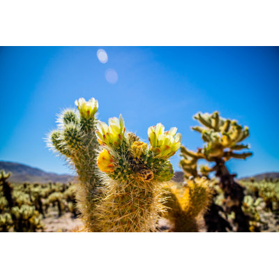 Cholla cactus - photographie sur toile tendue