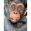 Statue singe chimpanzé Congo
