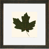 Small Pressed Leaves VI Print