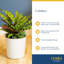 Calathea in Décor Planter