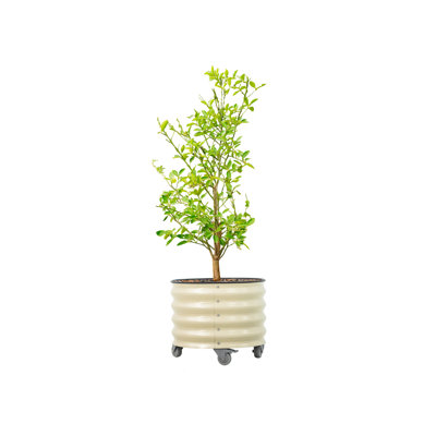 17.5" Tall 21" Wide Round Metal Outdoor Rolling Tree Planter