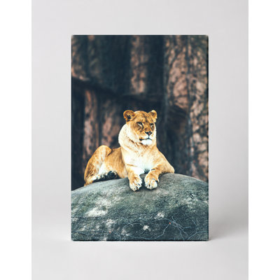 Lionne sur le rocher - Portrait, art mural sur toile