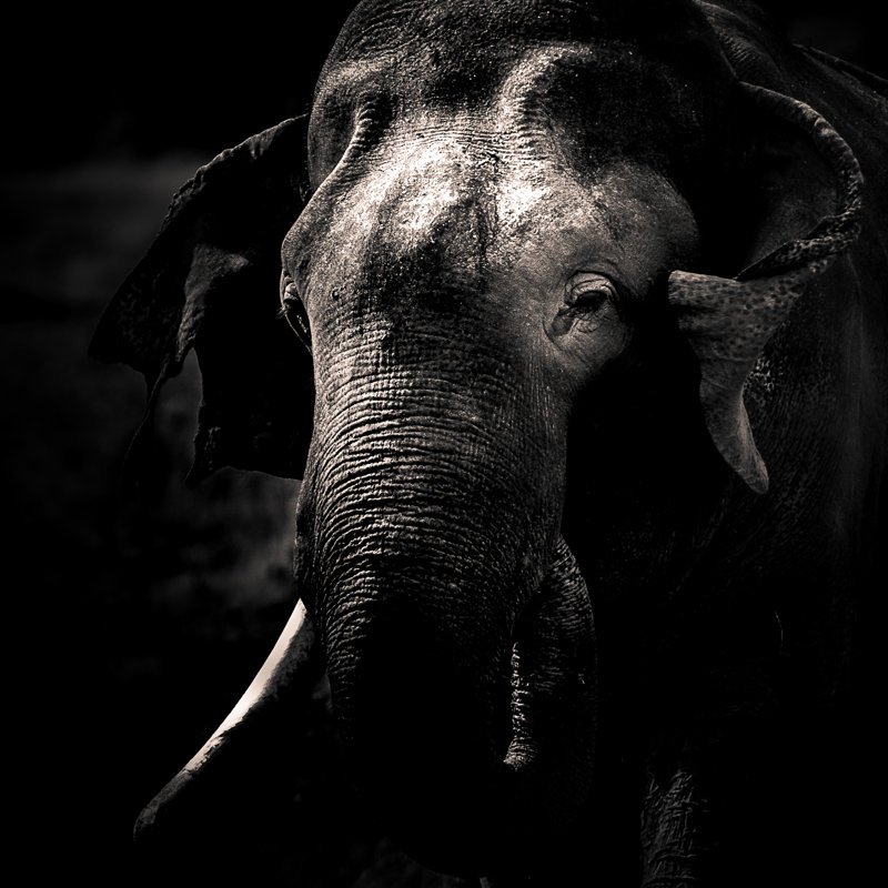 Noble Elephant - Wrapped Canvas Print, 76cm H x 76cm W x 3.8cm D